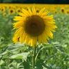sunflower02737